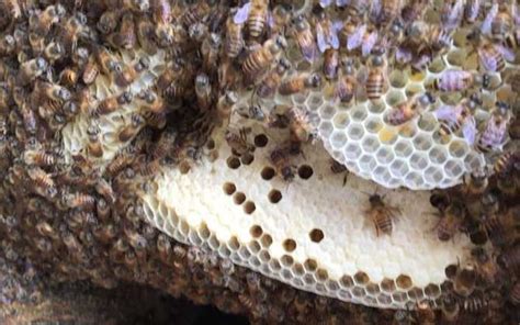 八字大運怎麼看 家裡蜜蜂築巢